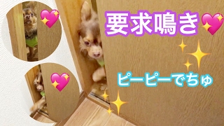 ピヨピヨ ピーピー鳴くチワワです。要求鳴きするチワワ♡The chihuahua at which a request barks [upl. by Bail]