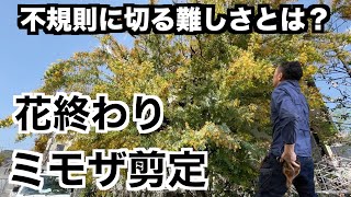 花終わりのミモザの剪定 枝の伸び方の不規則性な性質をどのように捉えるかを実演解説！A Japanese gardener has pruned Acacia baileyana [upl. by Osbert]