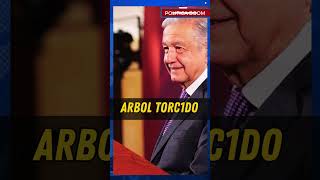 🔴 ARBOL QUE NACE TORCIDO los peje shorts 2024 [upl. by Vinson]