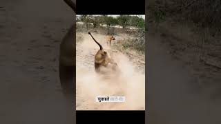 Two lionesses were besieged by hyenas when they went out to forage for food and they were rescued [upl. by Bell]