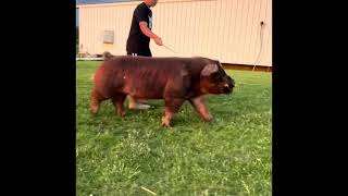 Shipley Swine Genetics Duroc Boar Old School [upl. by Ilyak]