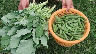 Kashmiri style haakh te mattar😋 recipe collard greens with fresh peas👍 [upl. by Kahler]