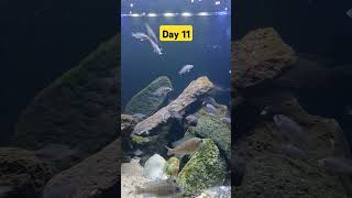 Day11 aqarium fishtank fishaquarium aquascape cichlid babyanimals arowanalovers [upl. by Merwyn]