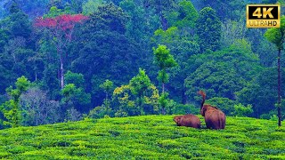 Valparai  A Drive into Rain Mist Wildlife and Tea Plantations  4K UHD [upl. by Veronique]