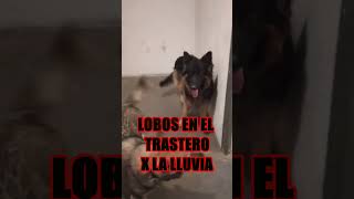 LOBOS JUEGAN EN EL TRASTERO POR LA LLUVIA [upl. by Balcer]