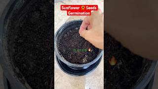 Sunflower seeds 🌻Germination 🌻 asmr shorts homegardening germinagermination sunflower [upl. by Eyllib]