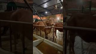 Powerful Brahman cow shorts tending youtubeshort youtubevideo animals cow brahmancows cute [upl. by Girand]