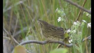 Lanceolated Warbler [upl. by Aneerol727]