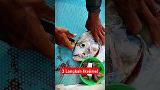 3 Langkah Ikejime Untuk Kualitas Daging Ikan Yang Lebih Baik Pendekar Seafood 3 [upl. by Nidorf]