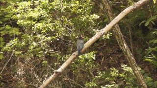 Eurytomus orientalisOriental Dollarbird ブッポウソウ [upl. by Nnaegroeg]