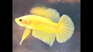 BETTA SPLENDENS YELLOW🐠🐥🐉bettafish [upl. by Conlin869]