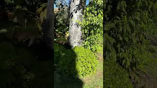 Front Lawn Has Been Mowed short shorts video [upl. by Gorski]