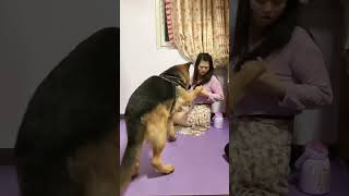 If you dont have a dog you dont know the fun of raising a dog German shepherd cute pet 45 [upl. by Foscalina]