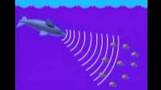 Sound echoes and dolphins [upl. by Canada]