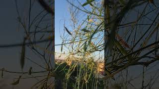 Tons of palo verde seed pods to grow [upl. by Yhtuv]