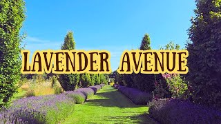 Lavender Avenue [upl. by Richy]