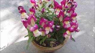 How to Grow and take Care of Dog Flower Plant  Bunny Flower  Antirrhinum [upl. by Nemra]