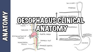 The Oesophagus Esophagus  Clinical Anatomy [upl. by Sadonia]