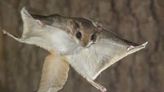 What do Flying Squirrels eat How fast is a Flying Squirrel Are flying squirrels dangerous [upl. by Aihsotan]