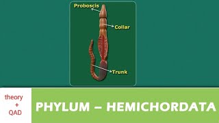 ⏭️ Phylum HEMICHORDATA theory  QAD nebceembbsneetnameceecatalystneb2488 aiims phylum [upl. by Grantham]