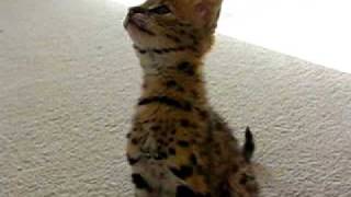 Serval Cat Chirping for toy  Very cute [upl. by Alphard890]