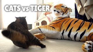 Cats vs Tiger  Kittisaurus [upl. by Allimrac]