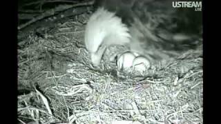 Decorah Eagles The Hatching of the 1st Eaglet 4211 [upl. by Syst857]