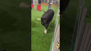 🥜 pig sus eastershow [upl. by Thaxter]