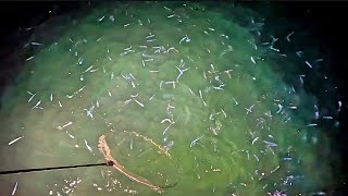 100万匹のイワシの群れに投網を投げてたらやばい魚取れた [upl. by Tomlin]