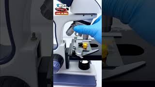 Dornitos under microscope  microscope dornitoes youtube facts testing5minutecrafts asmr [upl. by Netfa]