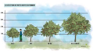 Comment créer des arbres fruitiers pour à peine 2 euros [upl. by Flor389]