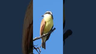 Great kiskadee Pitangus sulphuratus [upl. by Ostap463]