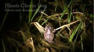 Illinois Chorus Frogs [upl. by Bibah475]