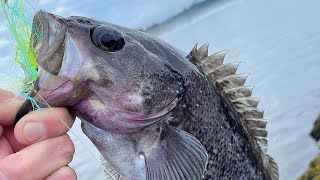 Black Rockfish  Yaquina Bay South Jetty  63024 [upl. by Salkin]