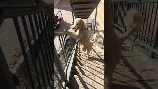 Pappy having fun climbing the stairs on a beautiful day  puppy dog doglovertrainyourdog [upl. by Hanschen]