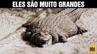 Os maiores CROCODILOS que existiram na terra É INACREDITÁVEL [upl. by Hpseoj]