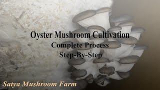 Oyster Mushroom Cultivation Complete Process  Dhingri Chattu Chasa [upl. by Rhiana]