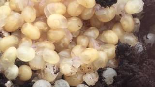 Amazing Snail Farm Baby Snails Hatching in Real Time  Nature’s Tiny Miracles 🐌🌱⏰ [upl. by Atalanti]