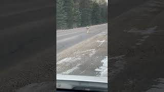 Wolf in Bow Valley Parkway Banff Alberta Canada [upl. by Siclari540]