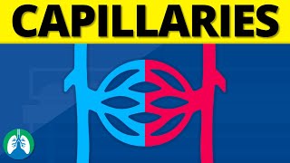 Capillaries Medical Definition  Quick Explainer Video [upl. by Sadira480]