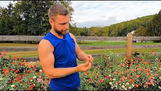 Saving Zinnia Seeds for Next Years Unique Mix [upl. by Htebizile616]