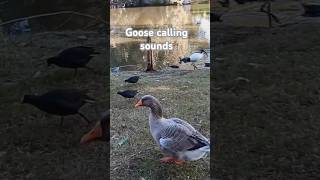 Goose calling sounds shorts goose animal bird wildlife [upl. by Hinkle]