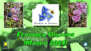 Featured Orchids March 2024 [upl. by Nennarb100]