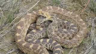 Bull Snakes Mating 2  WritingOnStone Provincial Park [upl. by Mlehliw974]