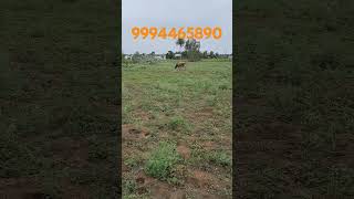 741 Udumalpet 5KM 275 Acres Agriculture Land Per Acre 40lakhs Good Watersrimahalakshmirealestate [upl. by Idnahs]