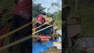 HARVESTING RICE10 shorts youtubeshorts trending farming subscribe youtube viralvideo asmr [upl. by Ailedroc]