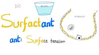 Lung Surfactant  Surface Tension  Alveoli  Type II Pneumocytes  NRDS  Physiology [upl. by Orel932]