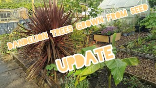 Tree Dandelion Sonchus canariensis grown from seed  Update [upl. by Anael63]