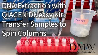 DNA Extraction with QIAGEN DNeasy Kit Transfer Samples to Spin Columns [upl. by Rothschild376]