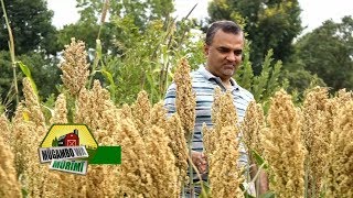 Advanta Hybrid Sorghum Variety in Kenya [upl. by Abihsot350]